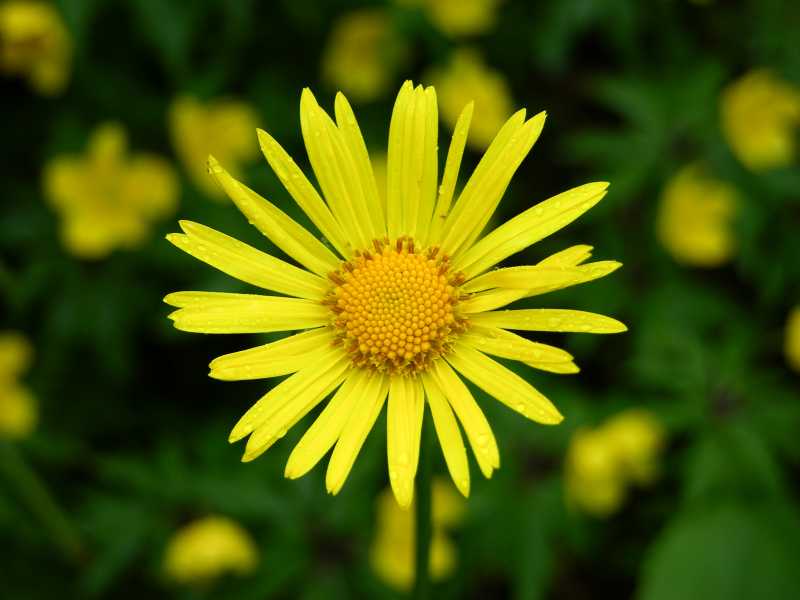 Kaukasus - Gämswurz (Doronicum orientale)