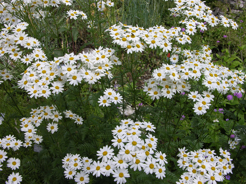 Straussblütige Margerite (Tanacetum corymbosum).