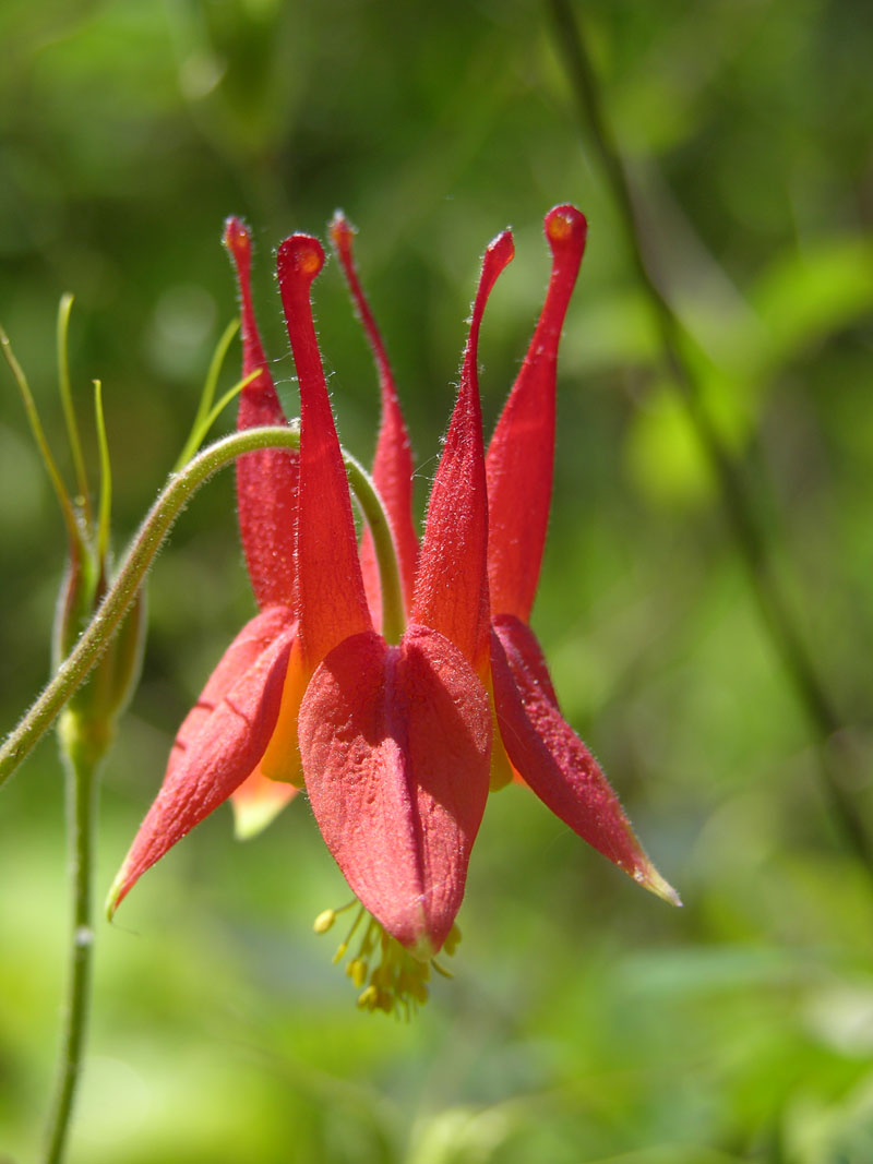 Kanadische Akalei (Aquilegia canadensis)