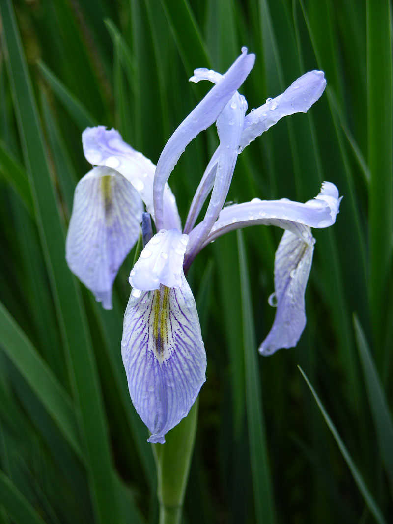 Rocky-Mountain-Schwertlilie (Iris missouriensis)