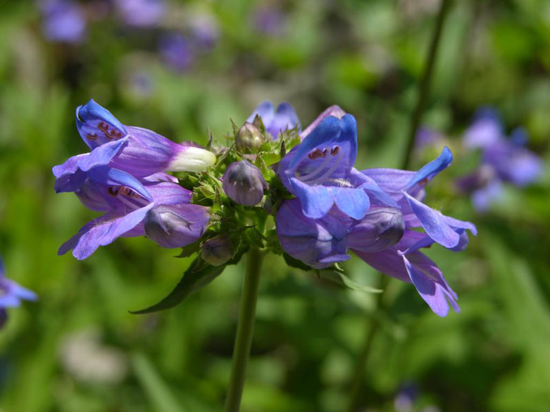 Feingesägter Bartfaden (Penstemon serrulatus).