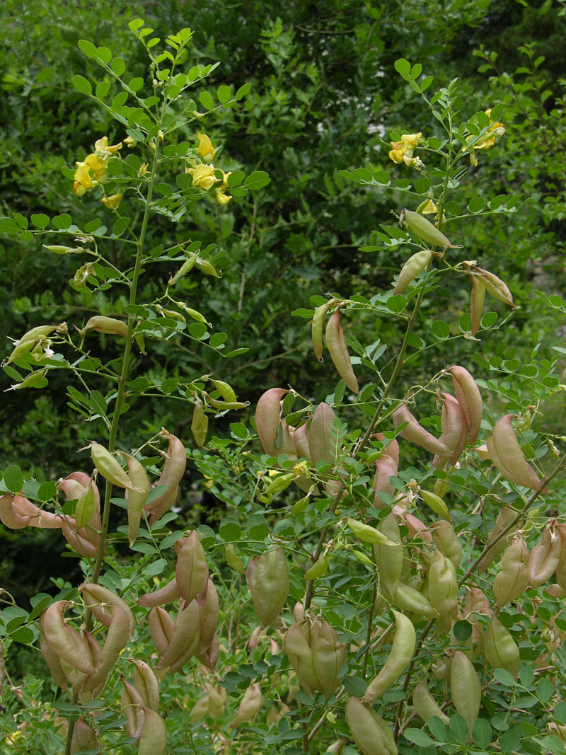 Blasenstrauch (Colutea arborescens)