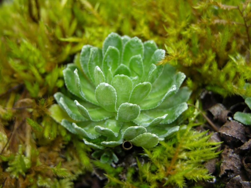 Trauben-Steinbrech (Saxifraga paniculata)