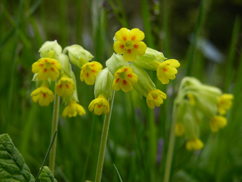 Graufilzige Frühlings-Schlüsselblume (Primula veris subsp. columnae)