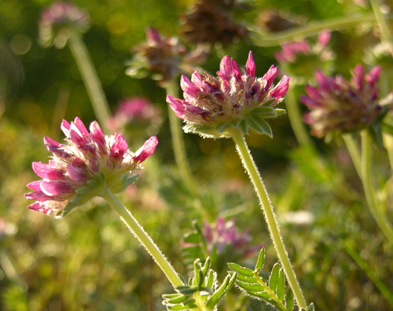 Berg - Wundklee  (Anthyllis montana)