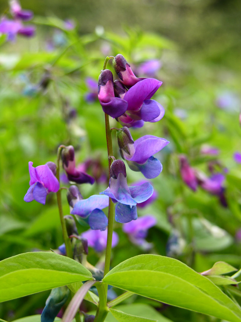 Frühlings-Platterbse (Lathyrus vernus)