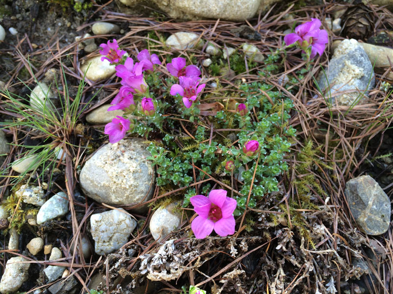 Gegenblättriger Steinbrech (Saxifraga oppostitifolia)