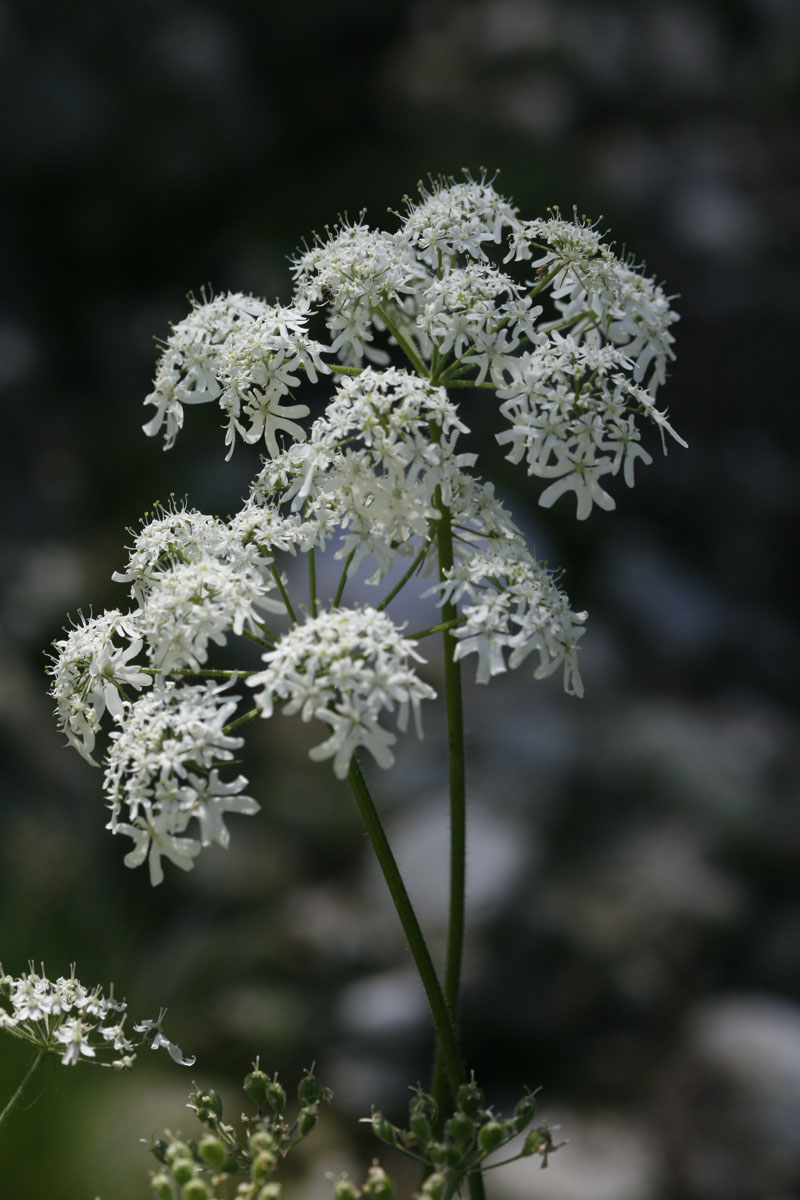 Österreicher Bärenklau (Heracleum austriacum)