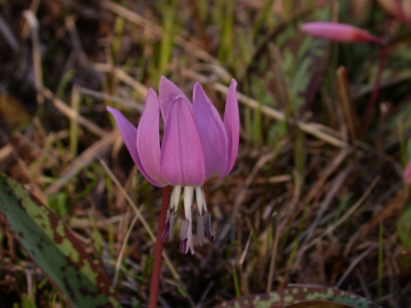 Hundszahnlilie (Erythronium dens-canis)