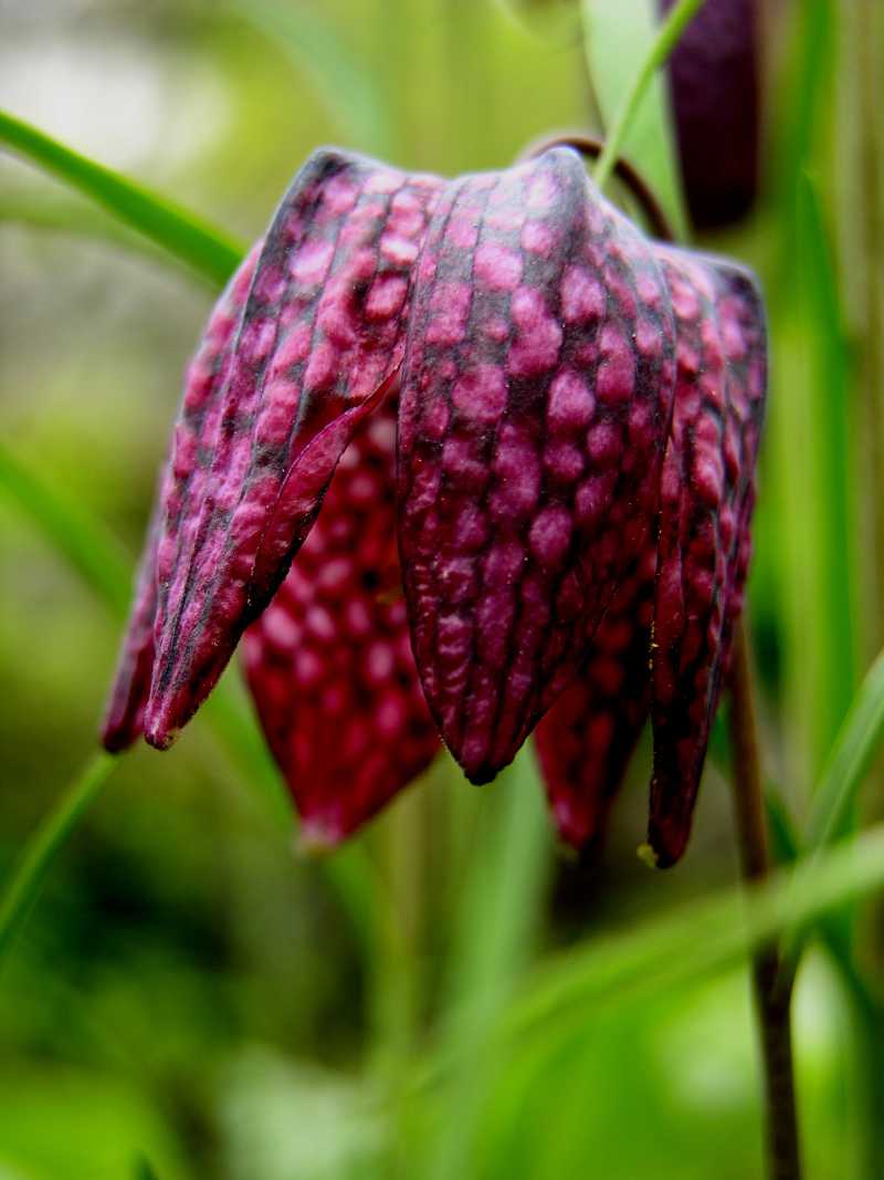 Gewöhnliche Schachbrettblume (Fritillaria meleagris)