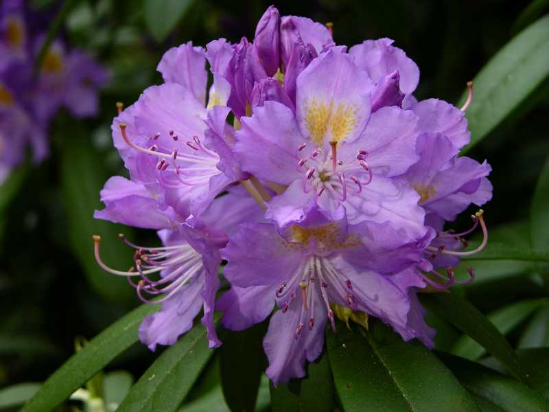 (Pontischer Rhododendron) Rhododendron ponticum