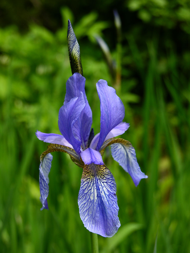 Sibirische Schwertlilie  (Iris sibirica)