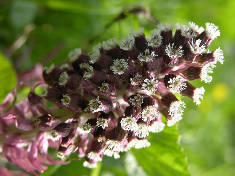 Gewöhnliche Pestwurz (Petasites hybridus)