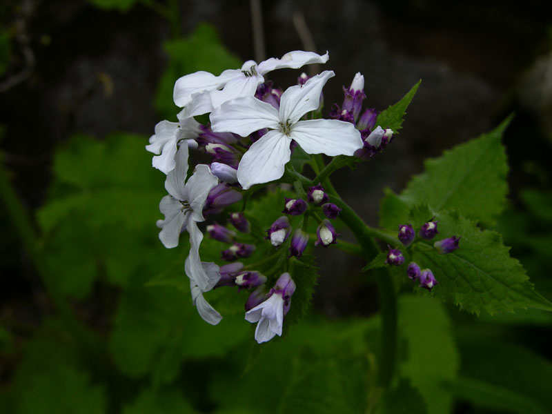 Ausdauerndes Silberblatt (Lunaria rediviva)