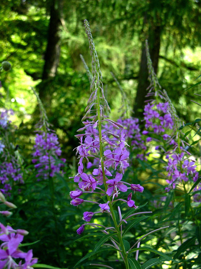 Schmalblättriges Weidenröschen (Epilobium angustifolium)