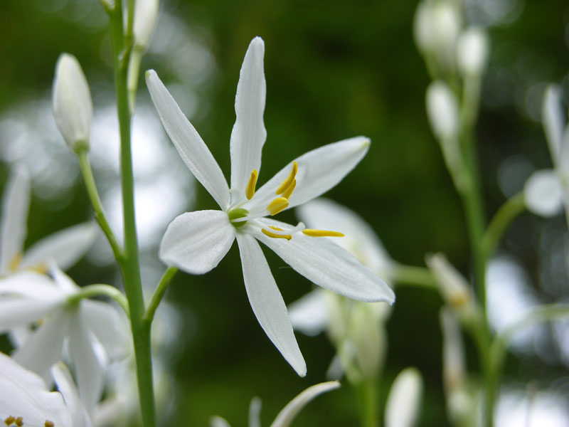 Astlose Graslilie (Anthericum liliago)