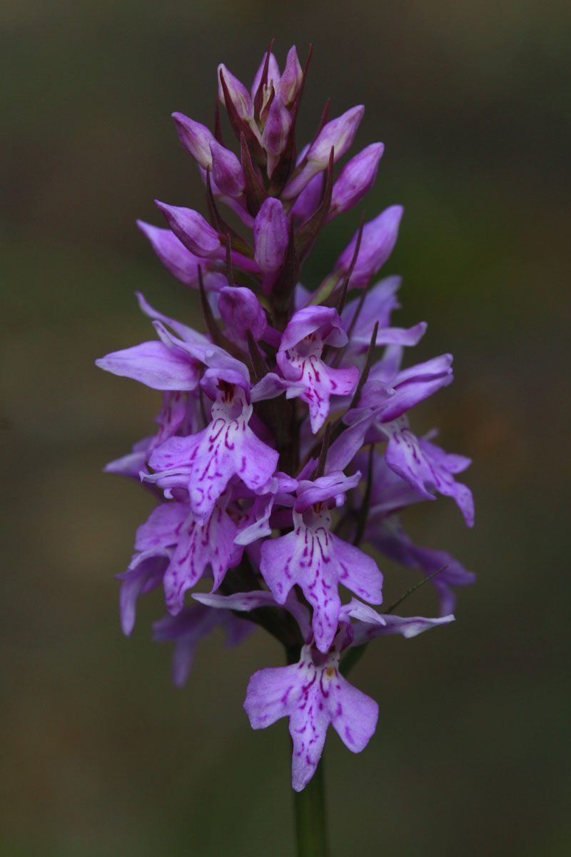 Geflecktes Knabenkraut (Dactylorhiza maculata)