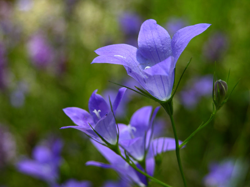 Scheuchzers Glockenblume (Campanula scheuchzeri)