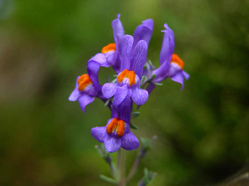 Alpen-Leinkraut (Linaria alpina)