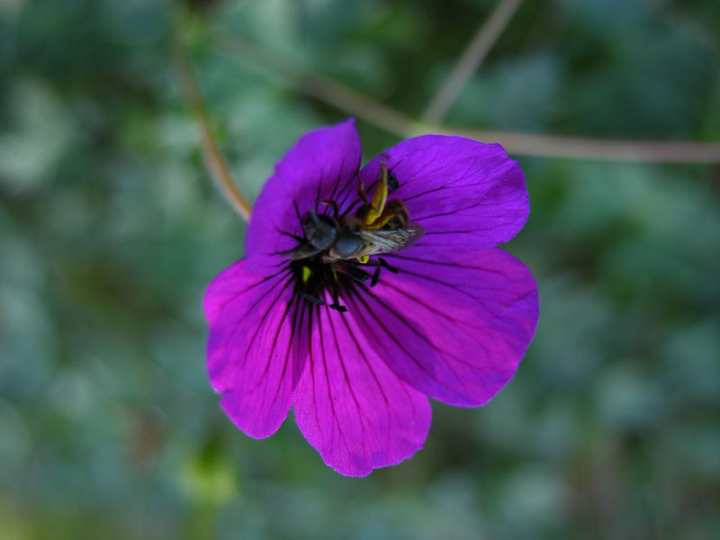 Geranium subcaulescens