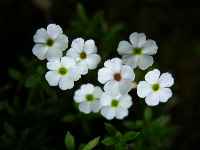 Androsace barbulata