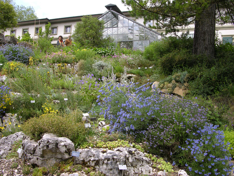 Ausschnitt des Alpinums
