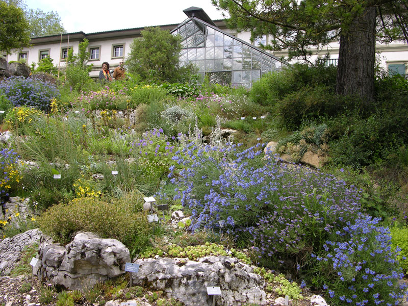 Ausschnitt des Alpinums