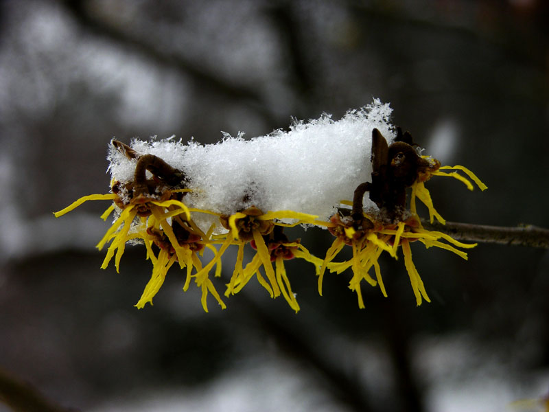 Japanische Zaubernuss (Hamamelis japonica)