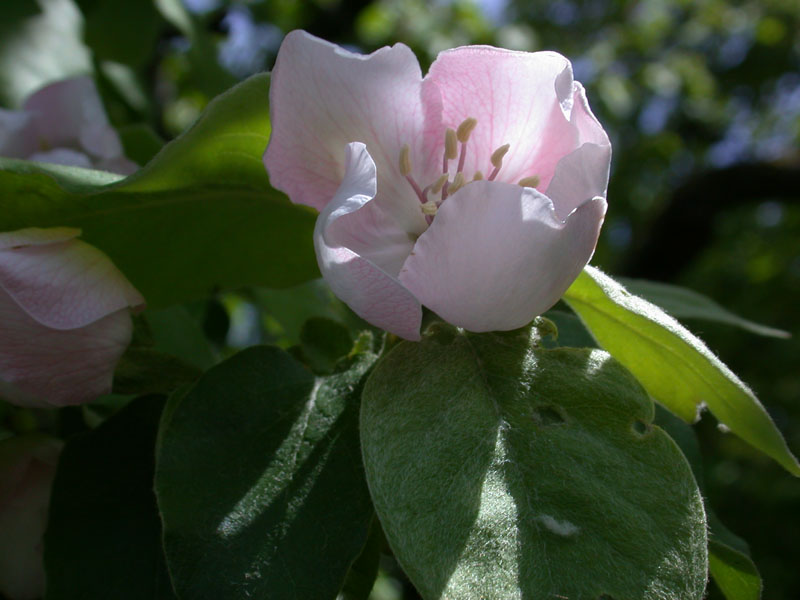 Blüte des Quittenbaumes (Cydonia oblonga)