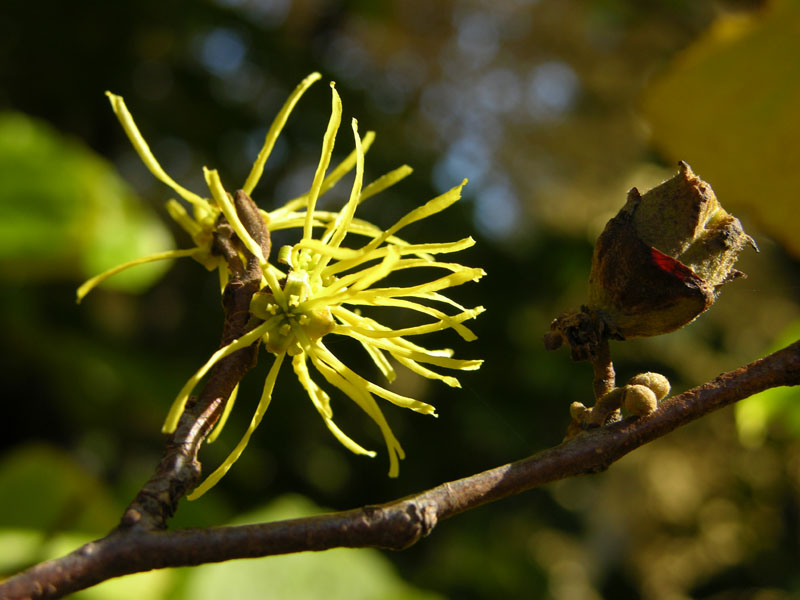 Virginische Zaubernuss (Hamamelis virginiana)