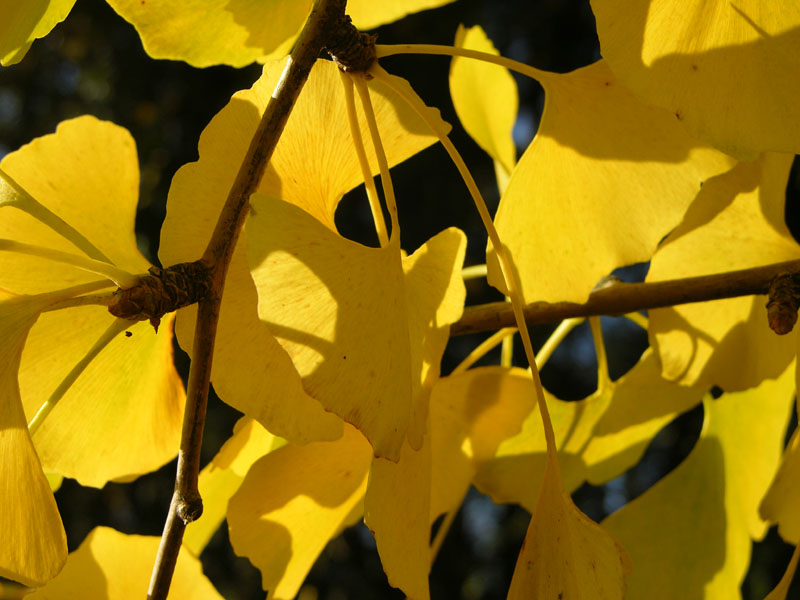 Herbstfärbung der Ginkgobaumblätter (Ginkgo biloba)