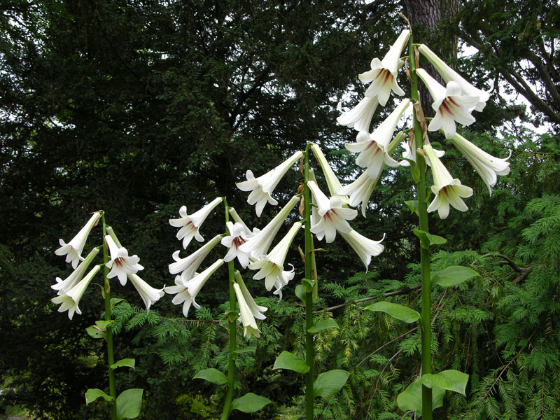 Riesenlilien (Cardiocrinum giganteum)