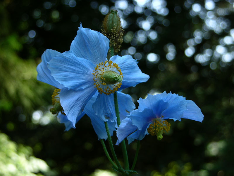 Tibet-Scheinmohn (Meconopsis betonicifolia)