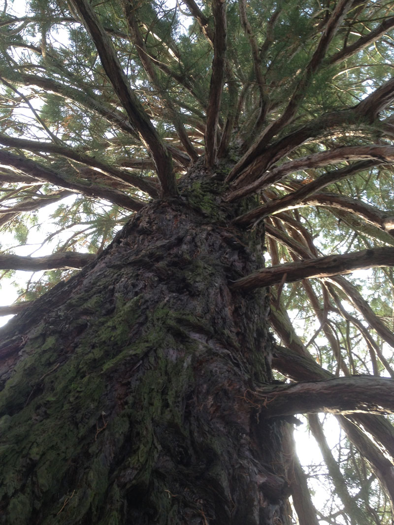 Riesenmammutbaum (Sequoiadendron giganteum)