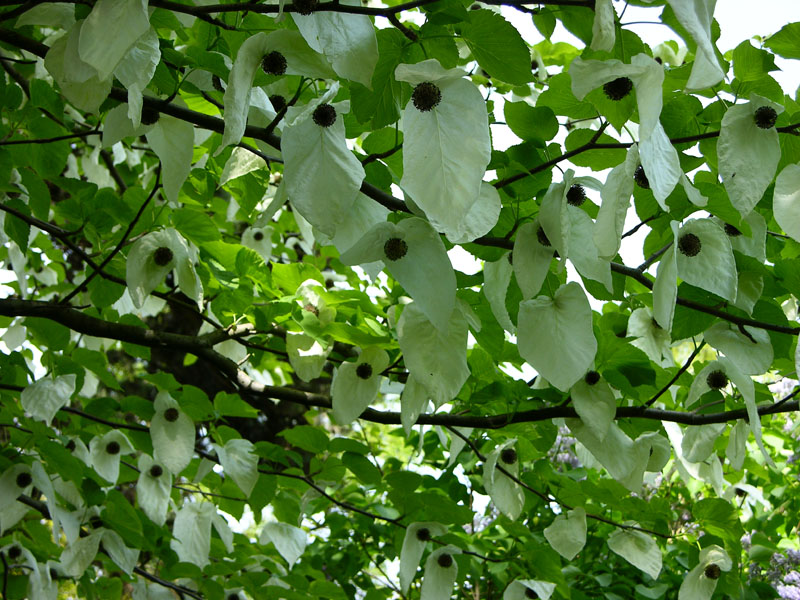 Vilmorins Taubenbaum oder Taschentuchbaum (Davidia involucrata var. vilmoriniana)