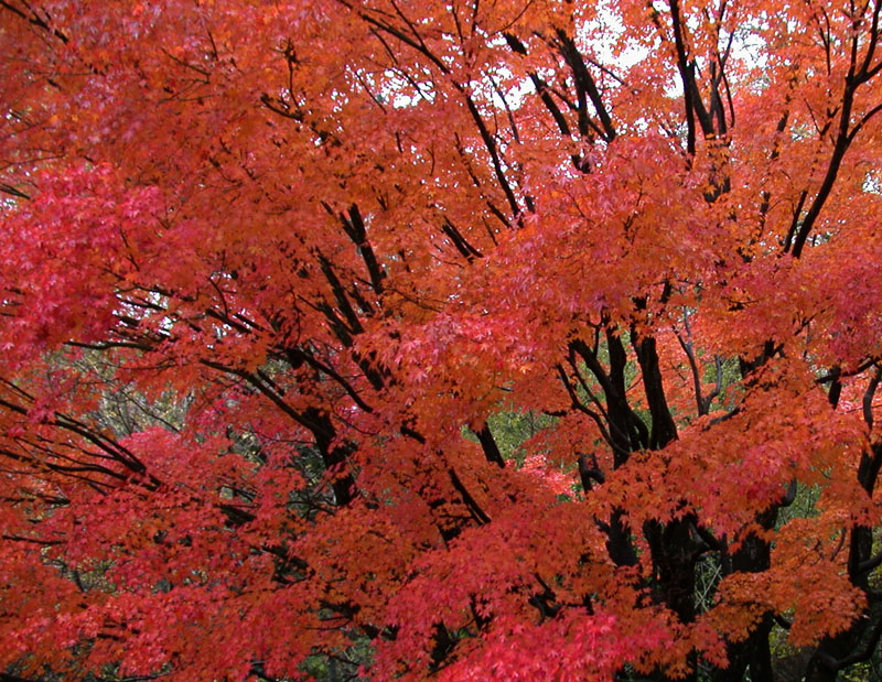 Herbstfärbung des Fächer-Ahorns (Acer palmatum)