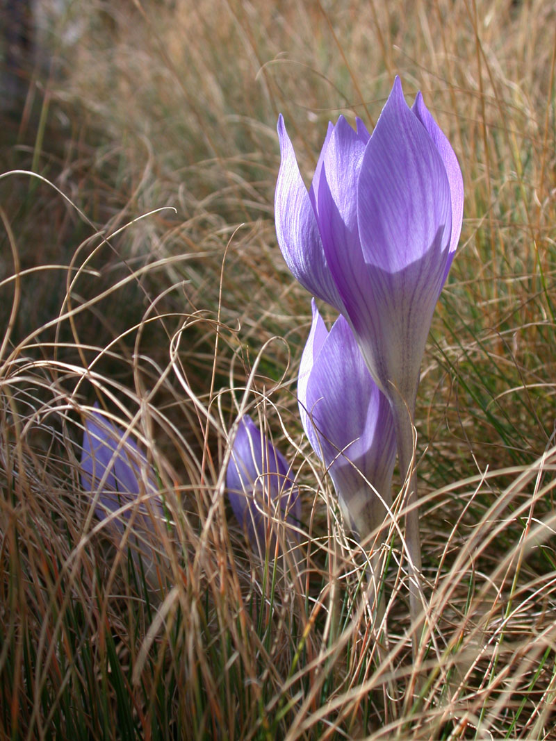 Pracht-Herbst-Krokus (Crocus speciosus)