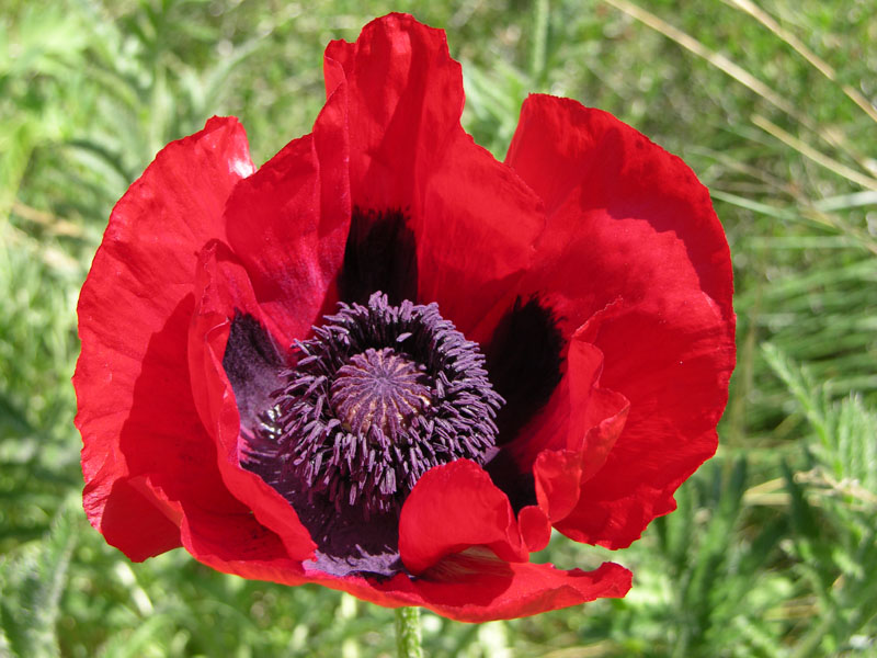 Blut-Mohn (Papaver bracteatum)