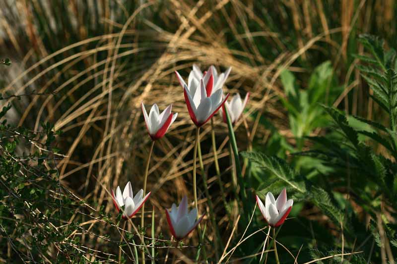 Tulipa clusiana var. clusiana