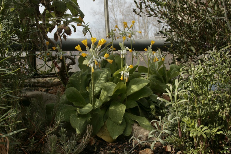 Palinuri-Primel (Primula palinuri)