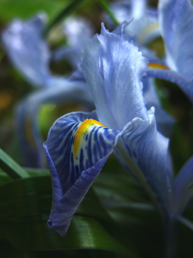 Iris planifolia