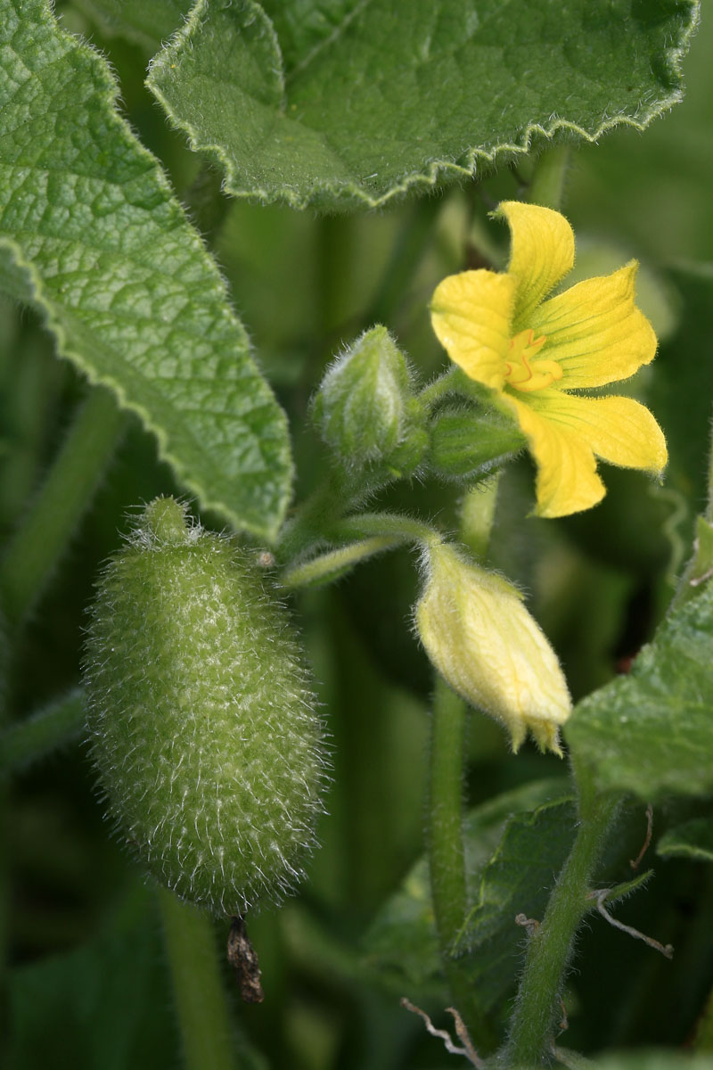 Spritzgurke (Ecballium elaterium)