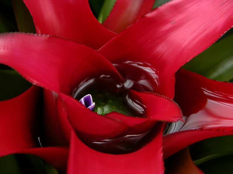Neoregelia carolinae: eine Bromelie