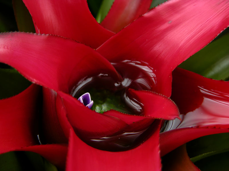 Neoregelia carolinae: eien Bromelie