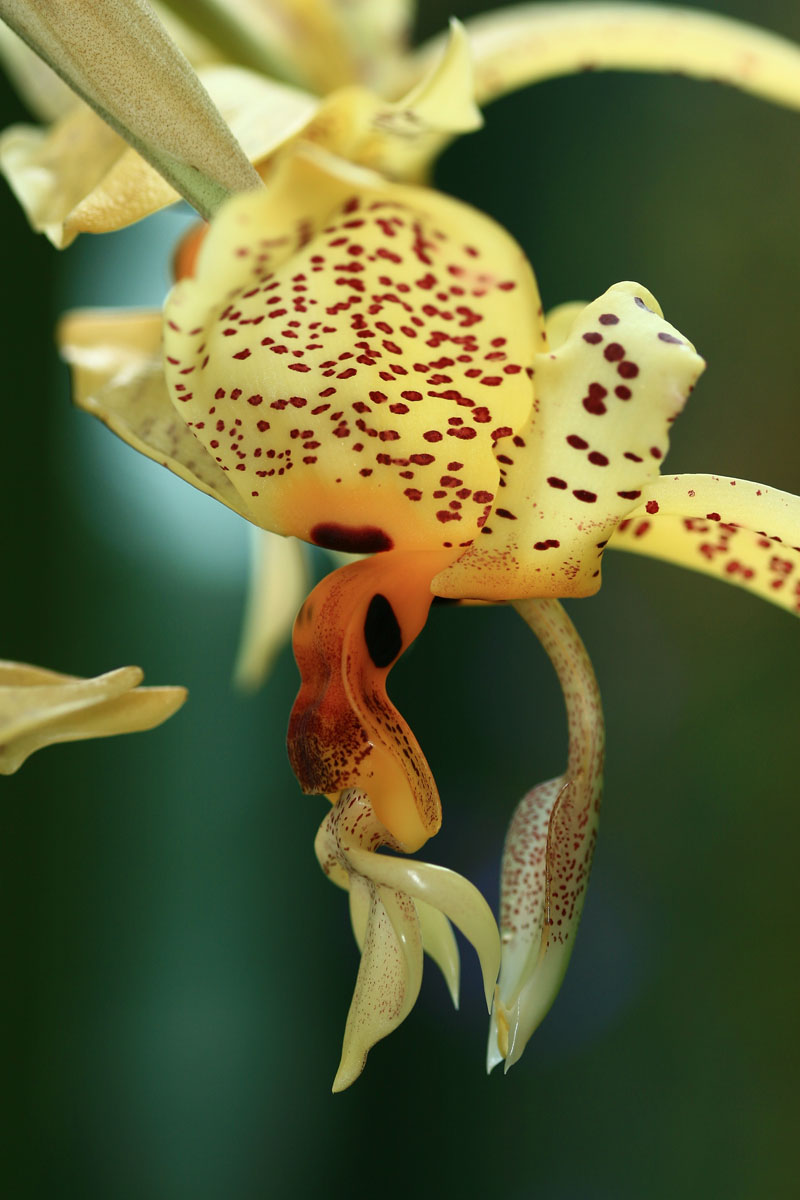 Augen-Stanhopee (Stanhopea oculata)