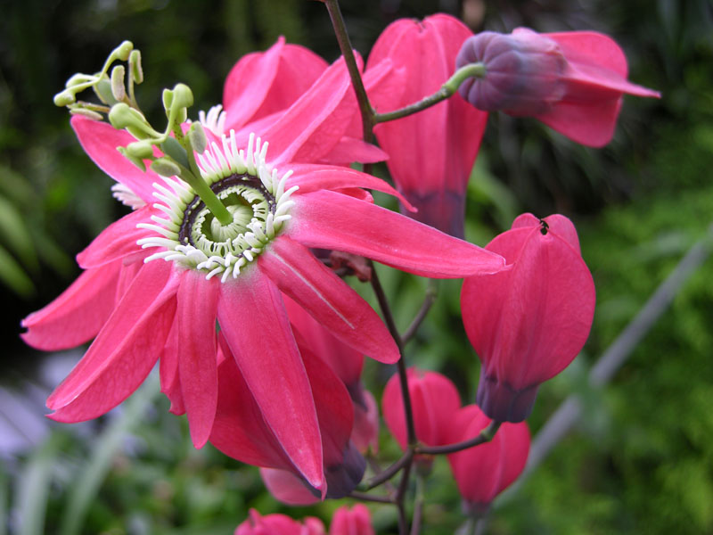 Rote Passionsblume (Passiflora racemosa)