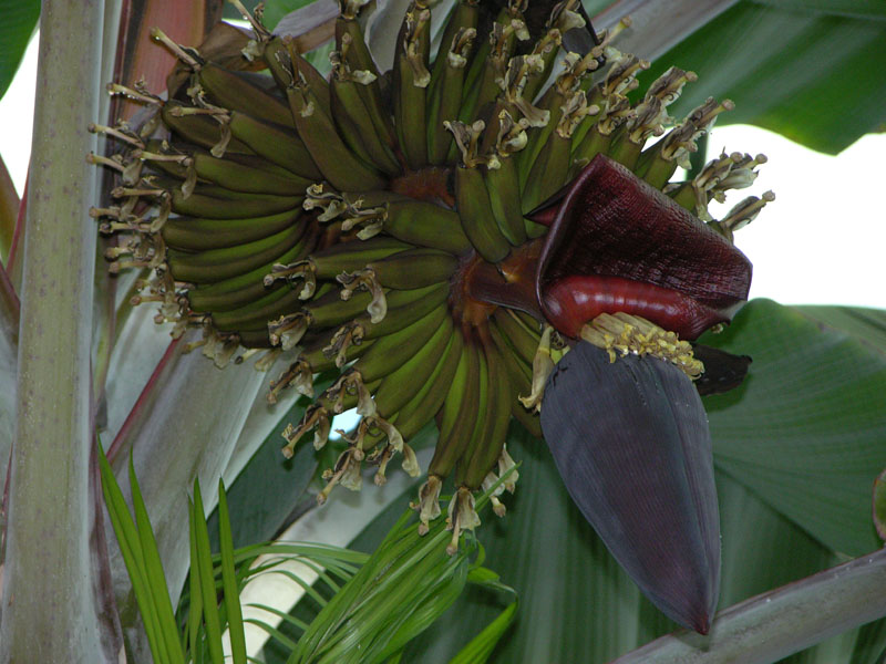 Bananen-Fruchtstand (Musa sp.)