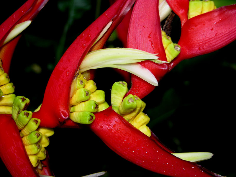 Scharlachrote Hummerschere (Heliconia bihai)