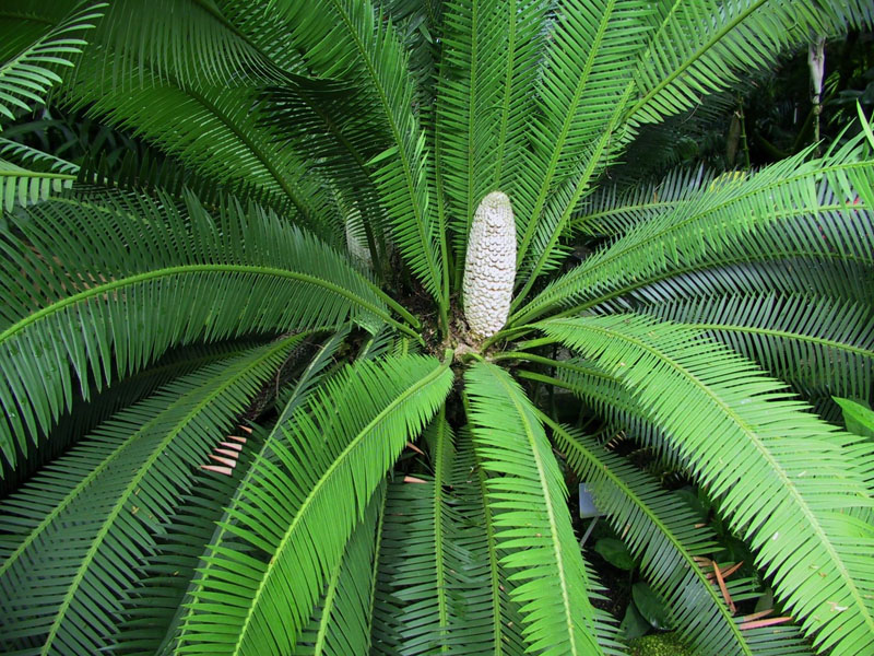 Essbarer Doppel-Palmfarn (Dioon edule)