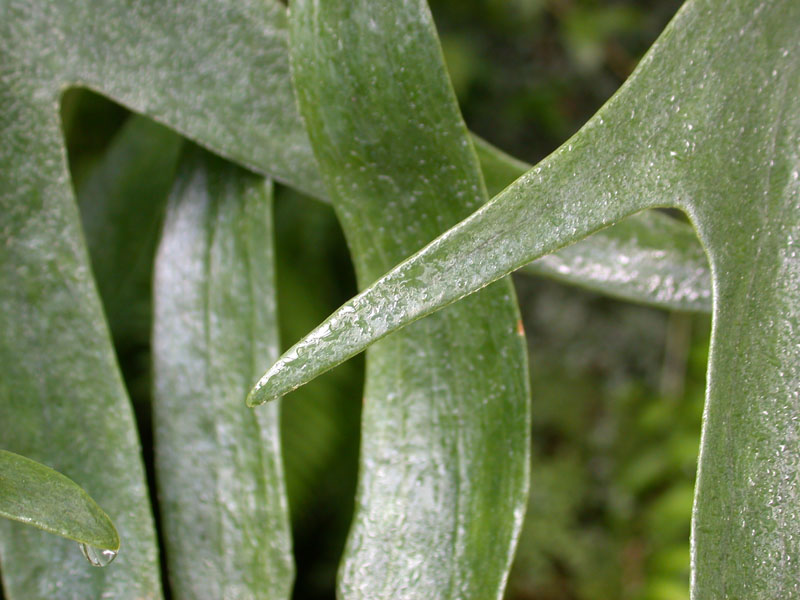 Hirschgeweihfarn (Platycerium bifurcatum)